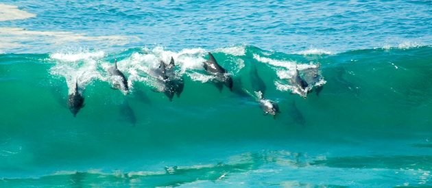 Dolphins in the Scottburgh swells